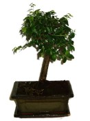 Zelkova 312 - pokojové bonsaje 